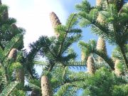 Geslacht Abies in secties