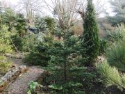 Abies arnoldiana (229)