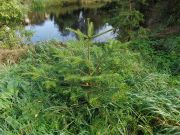 Abies grandis (12)