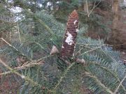 Abies cephalonica (22)