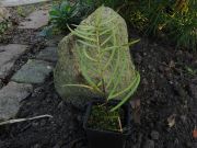 Afrocarpus gracilor (212)