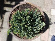 Chamaecyparis thyoides Versent