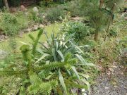 Yucca