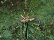 Abies bracteata