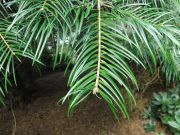 Abies chensiensis ssp salouensis