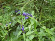 Enzian = Gentiana asclepladea