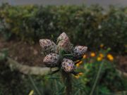 Abies chensiensis (202)