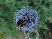 Kogeldistel