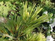 Pinus swerini Wiethorst 2