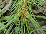 Pinus leiophylla