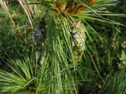 Pinus schwerinii Wiethorst