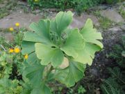 Ginkgo biloba Globosa