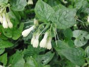 Tellima