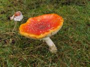 Paddestoelen
