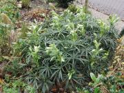 Helleborus Foetidus
