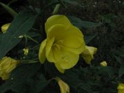 Teunisbloem