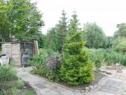 Chamaecyparis lawsoniana Golden King