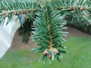 Abies forrestii (228A)