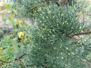 Cupressus glabra