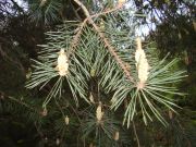 Pinus pungens (117)