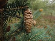 Picea chihuahuana (83)