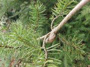  Pinus banksiana (102)