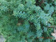 Podocarpus lawrencei (37)