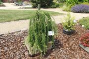 Larix decidua Pendula
