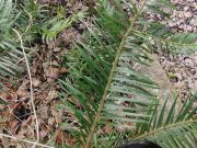 Torreya jackii (147)