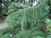Juniperus communis cv Horstmann