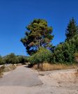 Pinus pinaster (niet aanwezig)