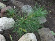  Pinus ayacahuite var. brachyptera (118)
