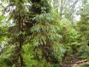 Picea engelmannii var. mexicana (155)
