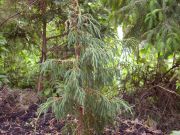 Juniperus wallachiana