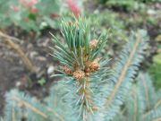 Picea pungens (92)