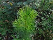 Pinus attenuata (193)