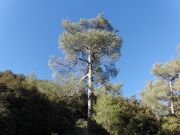 Pinus brutia niet in de tuin.
