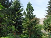 Sequoiadendron giganteum (135)