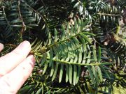 Torreya grandis (145)