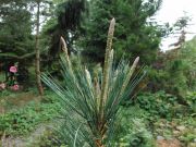 Pinus strobiformis (120)
